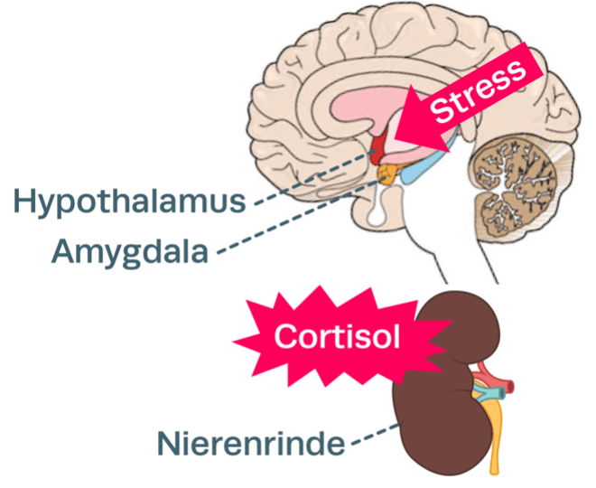 Neurophysiologische Stressreaktion